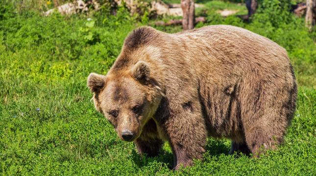 Un oso ataca a una niña y a un hombre en el área urbana de un pueblo de Rumanía