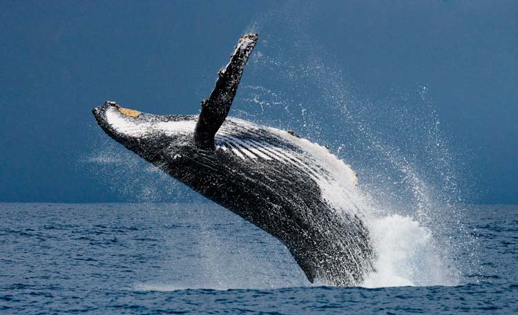 Pescadores lograron liberar a una ballena que quedó atrapada en redes de pesca