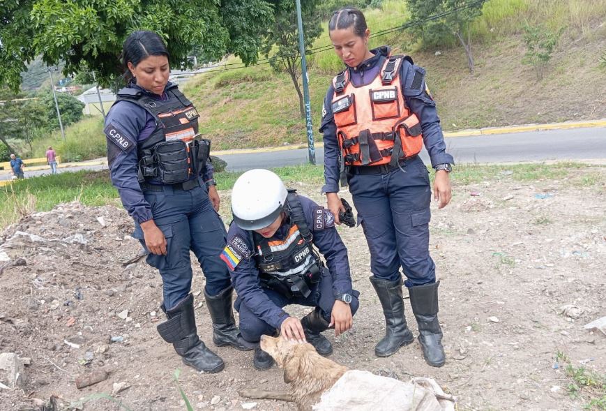 Rescataron a perrito que cayó al río Guaire a la altura de Caricuao (Fotos)