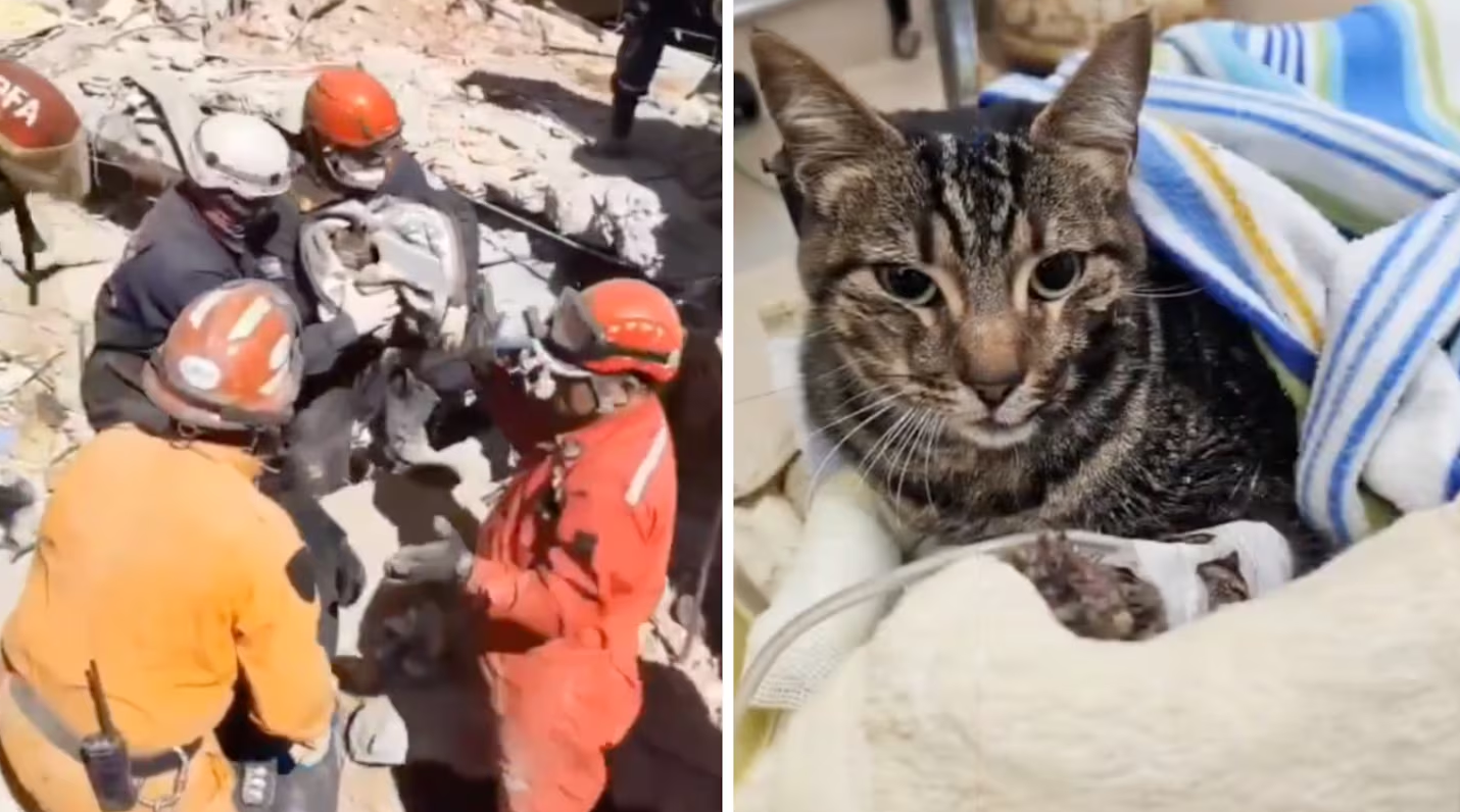 VIRAL: rescataron a gatita que sobrevivió ocho días bajo escombros del hotel desplomado en Argentina