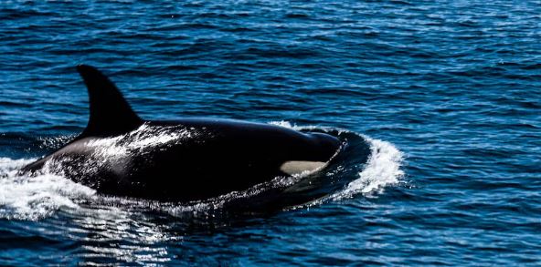 Orcas enfrentan altos niveles de químicos en aguas del Atlántico