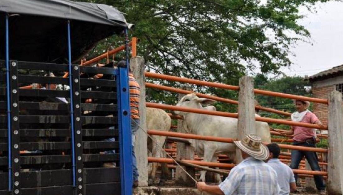 Fedenaga exigió a la AN chavista soluciones penales contra el abigeato