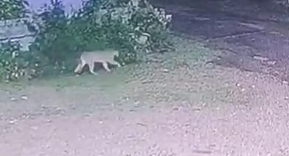 Puma se escapó de reserva animal y generó pánico en localidad de Uruguay (VIDEO)