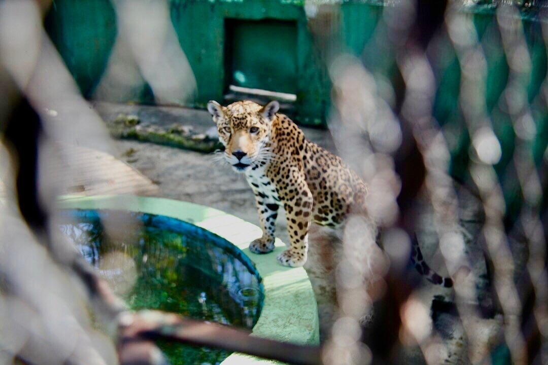 Lo que se sabe del supuesto ataque de un tigre en Monagas