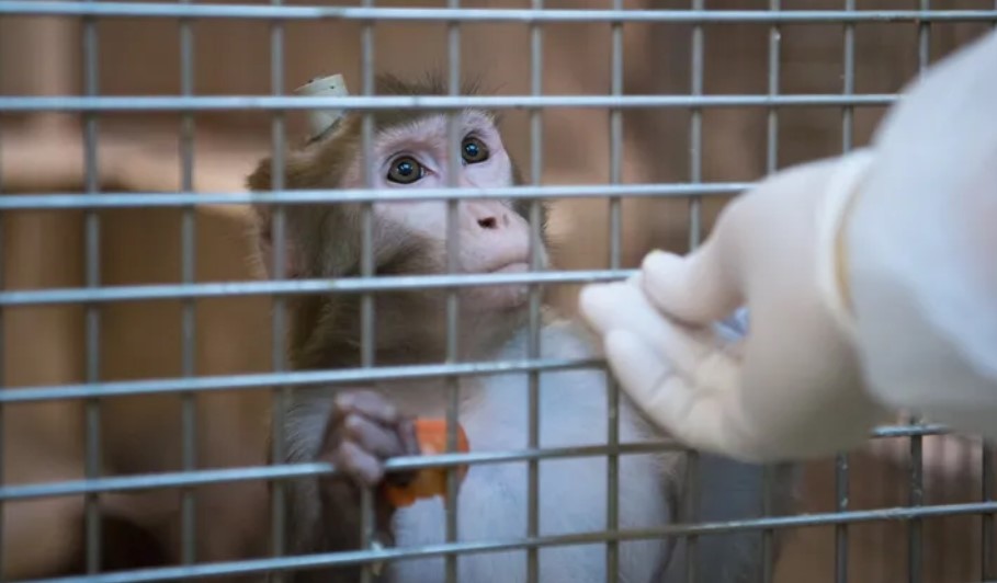 Alerta en Carolina del Sur, por fuga de monos de un laboratorio