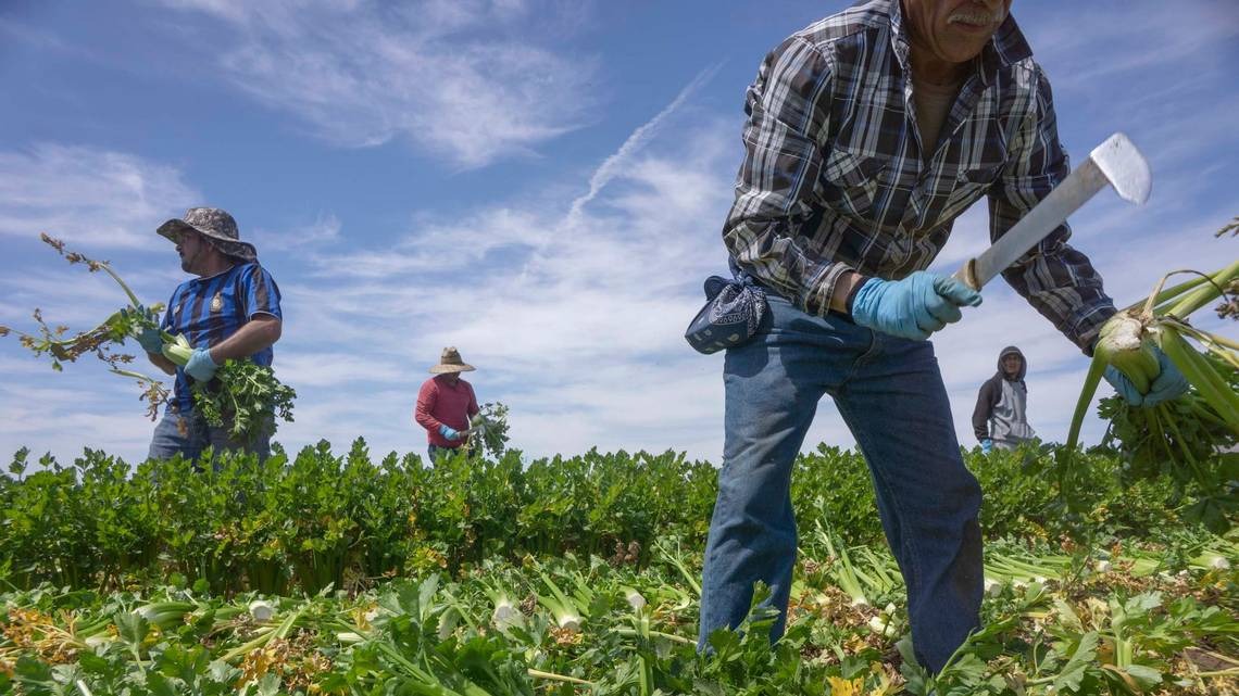 La expulsión de migrantes en Estados Unidos podría costar caro a la economía