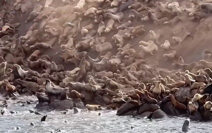 Avalancha de leones marinos en California: impactante VIDEO de los animales deslizándose hacia el mar