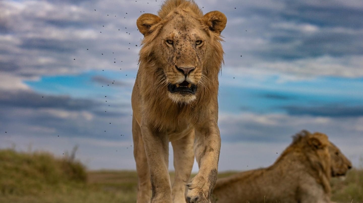 Intentó sacarse una selfie con un león, pero fue atacado frente a sus amigos (Imágenes sensibles)