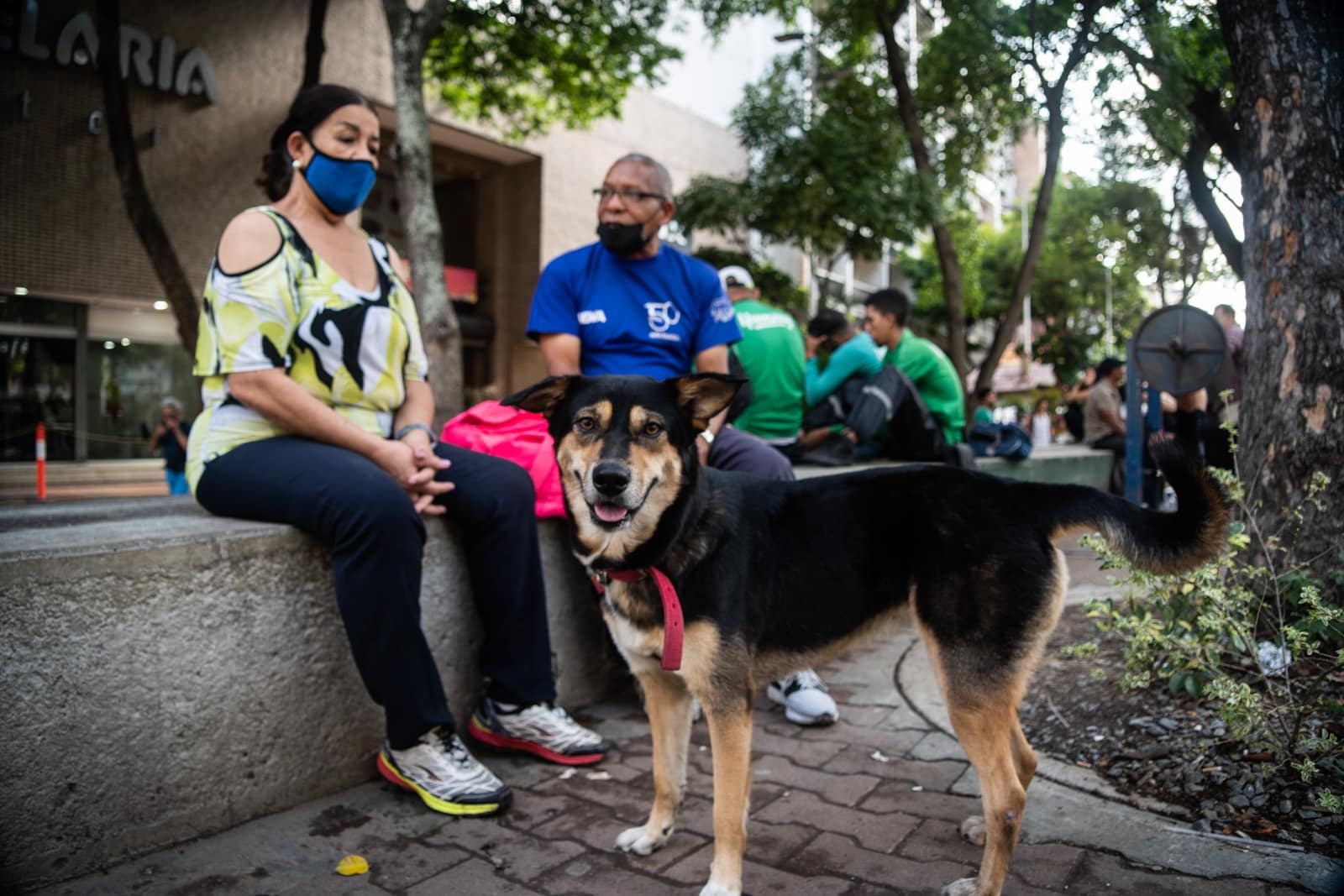 Alertan sobre venta de medicamentos falsificados para mascotas