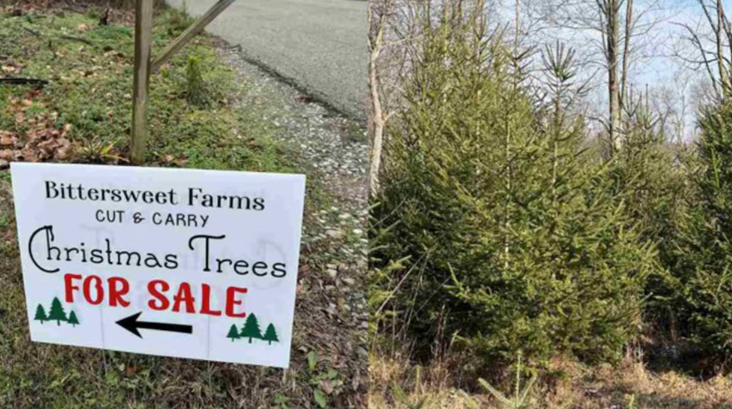 Familia pone en venta mil árboles de Navidad plantados hace una década para financiar la educación de sus nietos