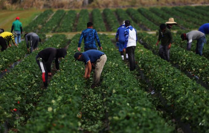 Empresarios estadounidenses en riesgo de perder trabajadores ante medidas migratorias más restrictivasEmpresarios estadounidenses en riesgo de perder trabajadores ante medidas migratorias más restrictivas