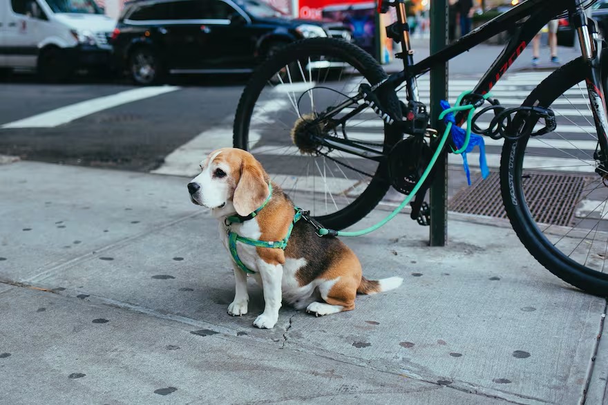 La nueva ley que entró en vigor en Nueva York y termina con un polémico negocio