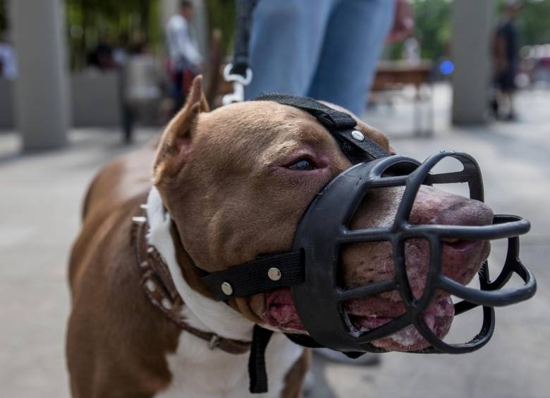 Anciana murió por ataque de un pitbull: su esposo, al enterarse, sufrió un infarto y también falleció